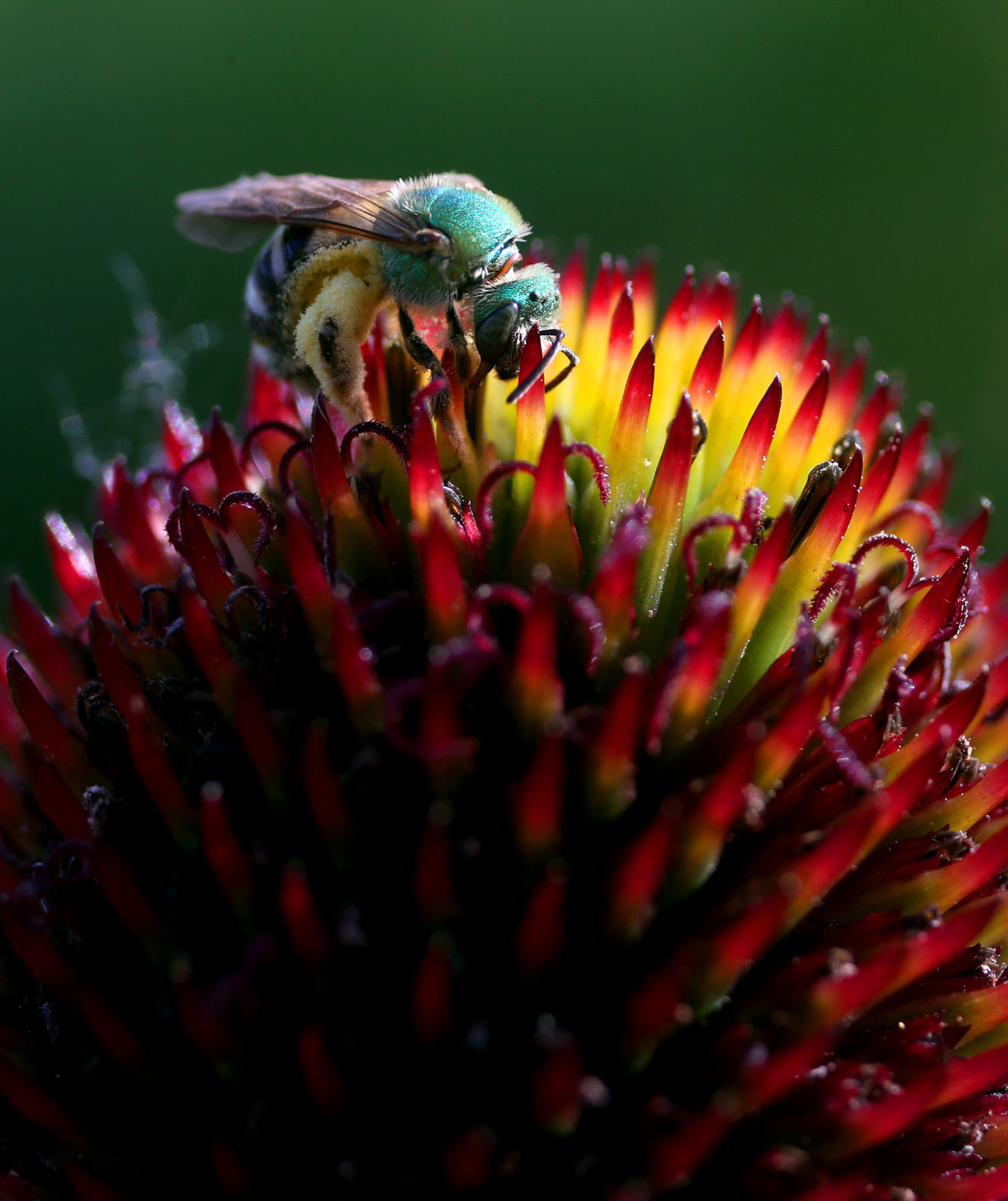 BUSY BEE
